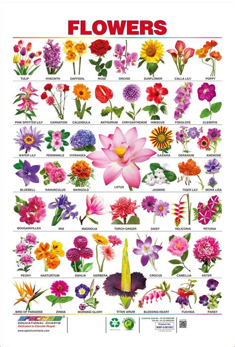A List Of Flowers That Start With M Names Of Flowers Starting With M - Names Of Flowers Starting With M