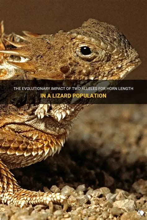 A Lizard Population Has Two Alleles For Horn Length