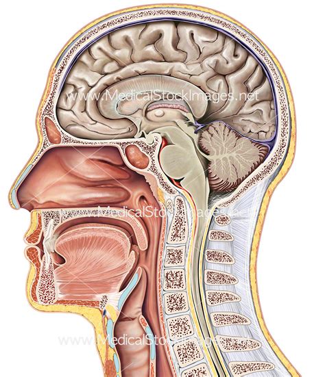 A Midsagittal Section Of The Body Would Pass Through The