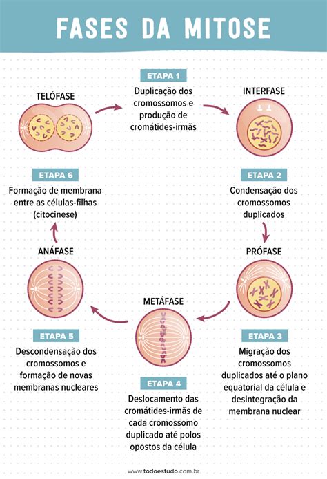 A Mitose é Um Processo De Divisão Celular Que