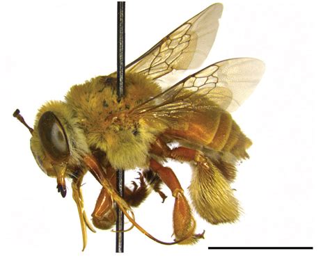 A New Oil Flower Oil Bee Pollination Mutualism Science Of Flowers - Science Of Flowers