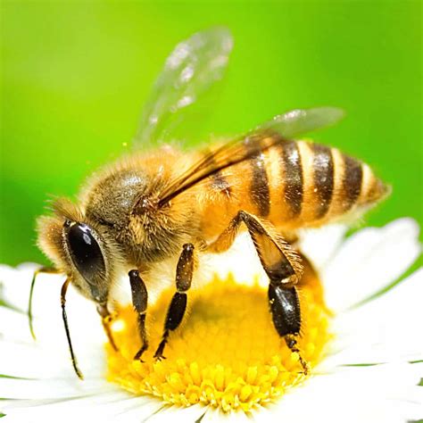 A Of Bees