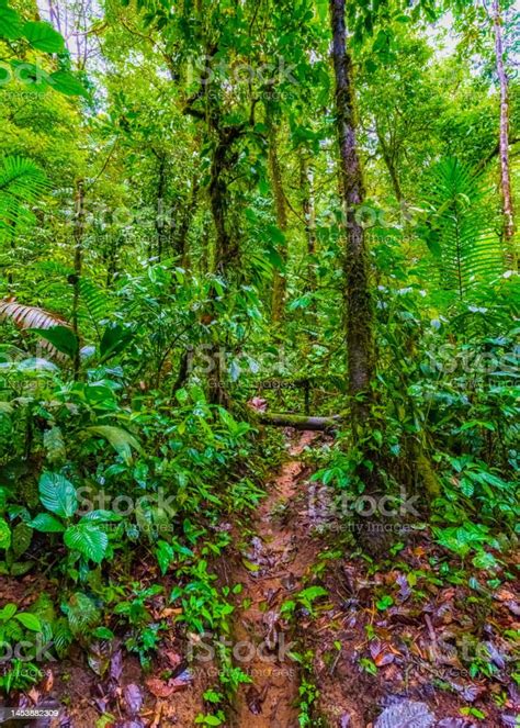 A Path Through The Jungle A Psychological Health And Wellbeing Programme To Develop Robustness And Resilience