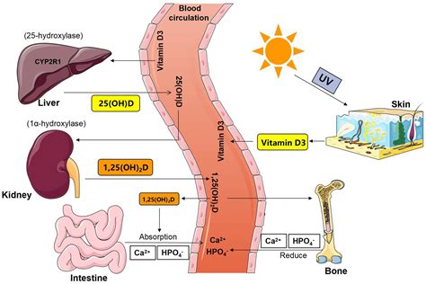 A Persons Absorption Of Calcium Varies Based On