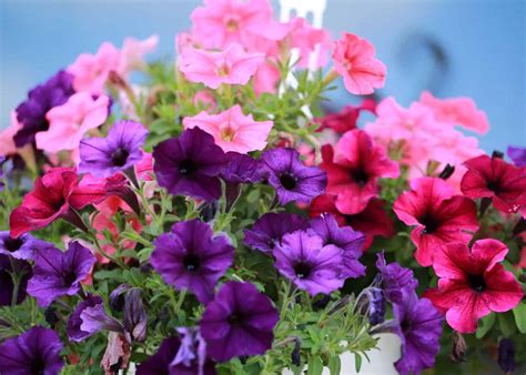 a pet for petunia