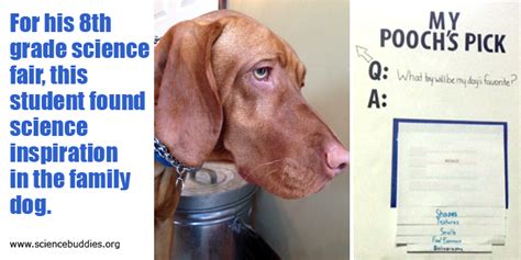 A Pet Science Project Success Science Buddies Blog Dog Science Experiments - Dog Science Experiments
