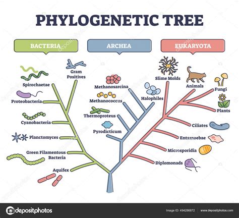 A Phylogenetic Tree Is A Diagram That Shows