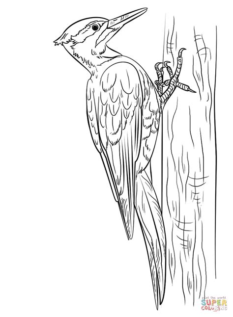 A Pileated Woodpecker Coloring Page Pileated Woodpecker Coloring Page - Pileated Woodpecker Coloring Page