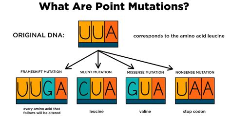 A Point Mutation Is A Change To A Single