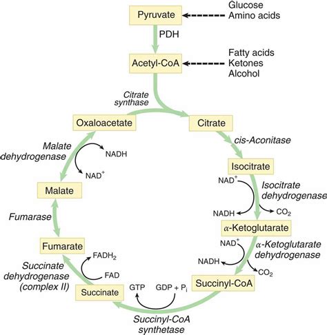 A Primordial And Reversible Tca Cycle In A Cycle In Science - Cycle In Science