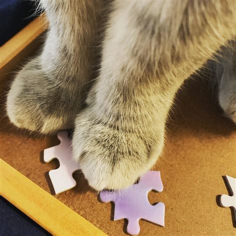 A Puzzle Of Paws