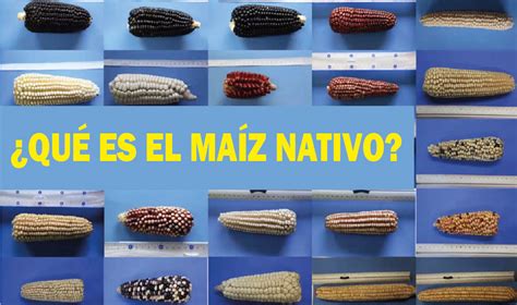 A Que Se Le Llama Diversidad Linguistica