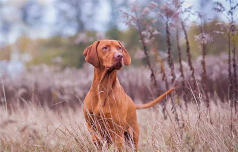 A Red Dog