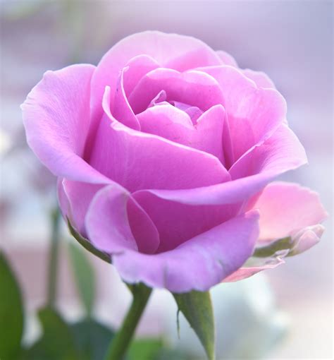 A Rose For Emily Confinement Quotes