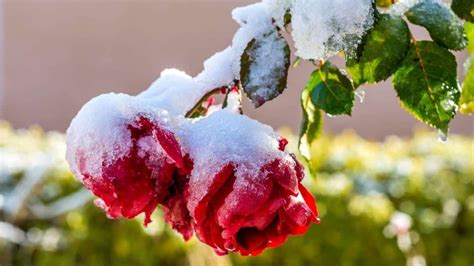 A Rose In Winter