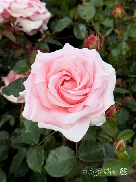 A Rose Is A Rose By Any Other Name Meaning
