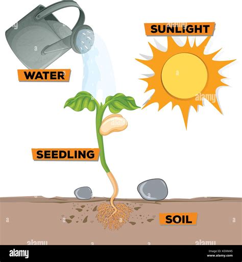a seed needs sun