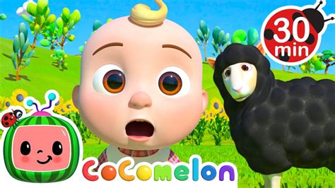 a sheep s song