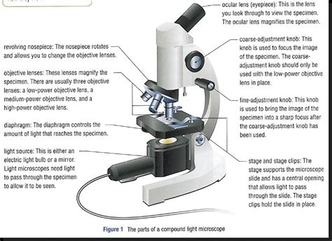 A Short Lesson On The Microscope Parts And The Microscope Worksheet - The Microscope Worksheet