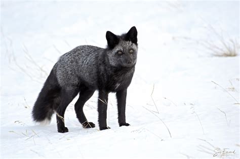 A Silver Fox