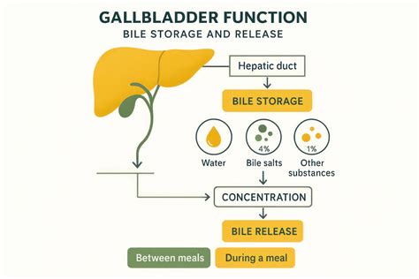 A Simple Guide To Bile Duct Infection Cholangitis Diagnosis Treatment And Related Conditions A Simple
