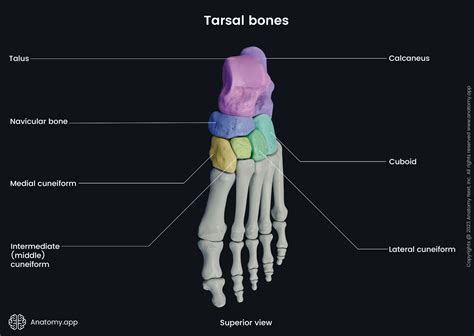 A Simple Guide To Tarsal Tunnel Syndrome Diagnosis Treatment And Related Conditions A Simple Guide To Medical Conditions