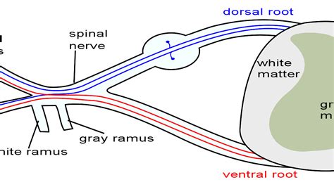 A Spinal Nerve Is Formed By The Union Of