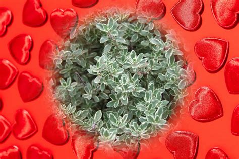 a thyme for love