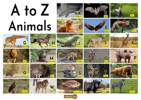 A To Z Animals And Their Homes Names Animals And Their House - Animals And Their House