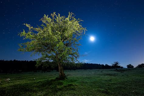 A Tree Of Night And Other Stories Truman Capote