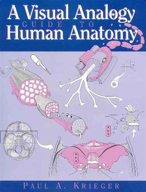 A Visual Analogy Guide To Human Anatomy Physiology