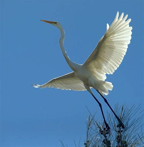 a white heron 번역