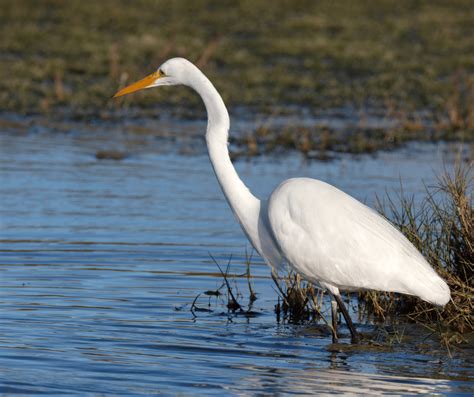 A White Heron Sparknotes