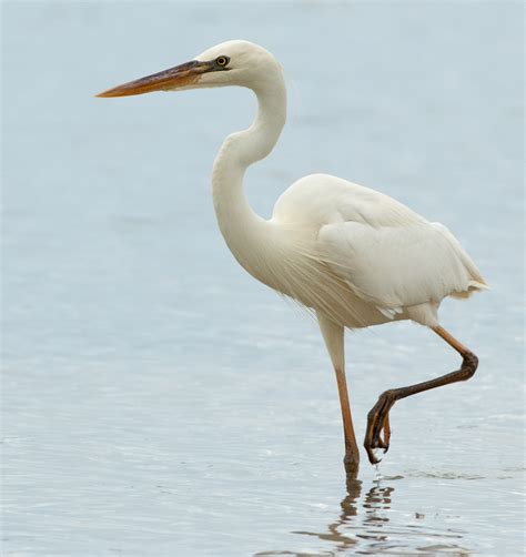 A White Heron Summary