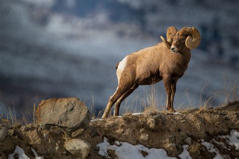 A Wild Sheep