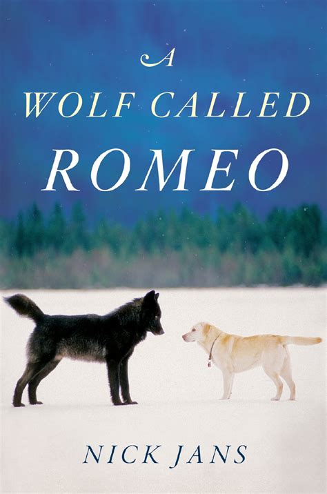 a wolf called romeo