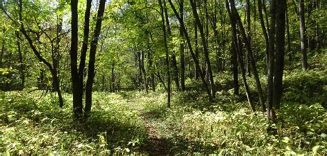 A Worn Path