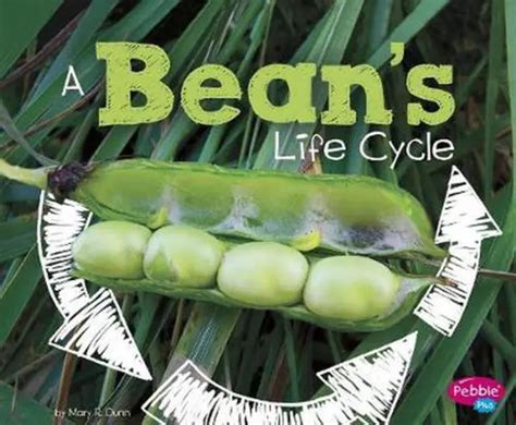 Read Online A Beans Life Cycle Explore Life Cycles 
