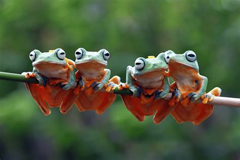 What Is a Group of Frogs Called? AZ Animals
