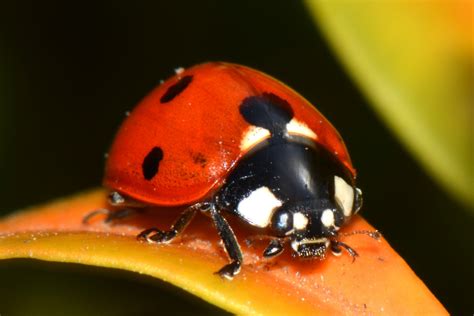 Download A Ladybugs Life Nature Upclose 
