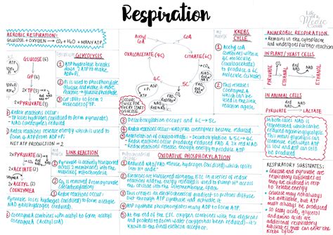 Read A Level Biology Revision Notes 