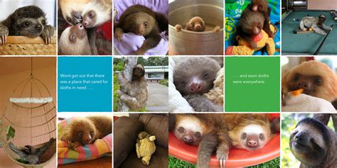 Read Online A Little Book Of Sloth 
