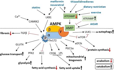 a-ph-AMPK a (Thr172)