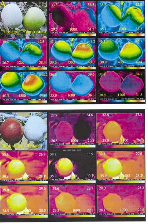 Read A Reflective Processed Kaolin Particle Film Affects Fruit 