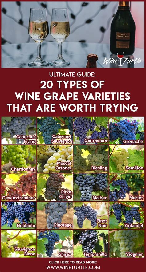 Read Online A Wine Lovers Guide To Red Wine Grape Varieties A Beginners Wine Guide Book 1 