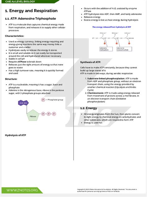 A2 Level A Level Biology