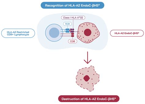 Image related to a2-cell