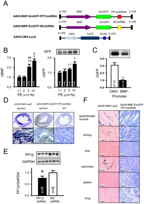 Aav9 Plasmid Expression Using Mecp2 Promoter In Humans