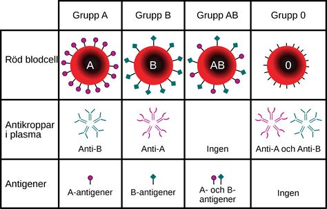 ab+ blodgrupp
