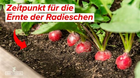 ab wann radieschen raus